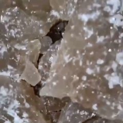 Champagne MDMA Crystals